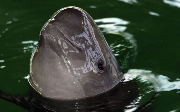 Un marsouin du Pacifique, espèce en grand danger, meurt en captivité