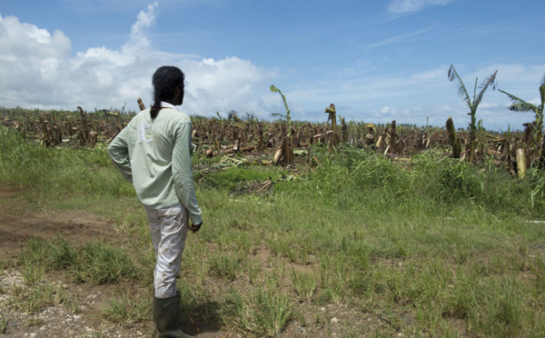 Maria: les agriculteurs guadeloupéens sinistrés obtiennent un délai pour déposer leur dossiers