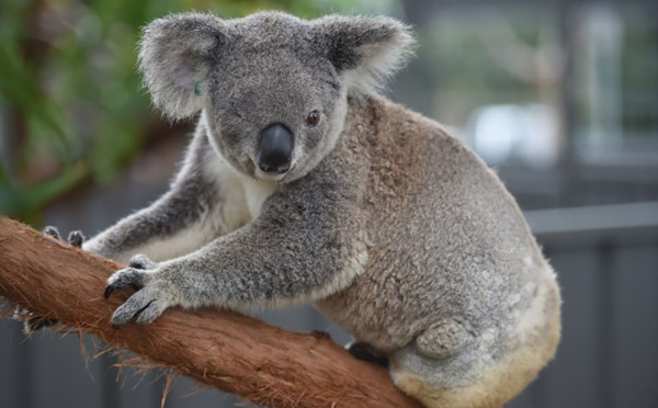 Mutilations d'animaux en Australie: un Koala retrouvé les oreilles coupées