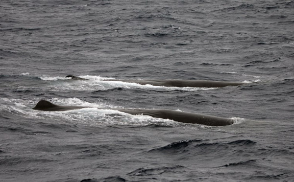 Indonésie: quatre grands cachalots morts échoués sur une plage