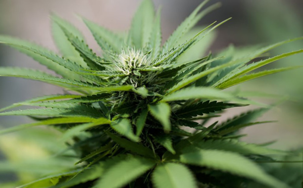 Le Pérou légalise à son tour le cannabis à usage thérapeutique