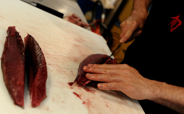 Thon rouge: les quotas fortement revus à la hausse environnement