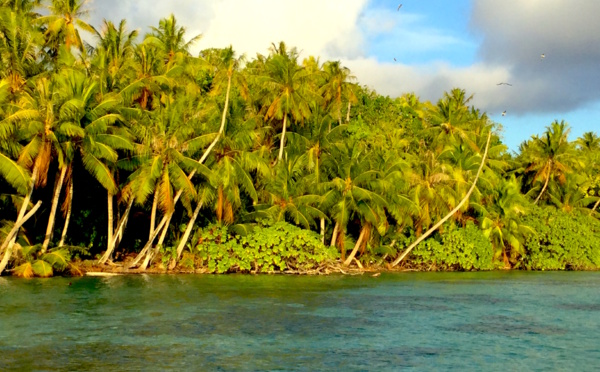 Carnet de voyage:« Gatae », l’or vert de Ahe