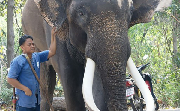 Thaïlande: un éléphant ex-acteur tue son propriétaire