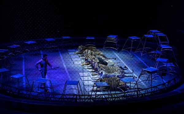 Les animaux sauvages dans les cirques de plus en plus contestés