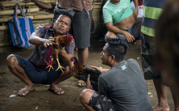 A Bali, les coqs combattent malgré le volcan