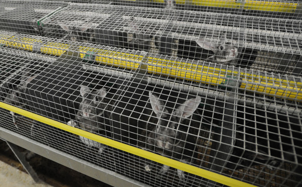 Fourrure: L214 dénonce les conditions d'élevage de lapins
