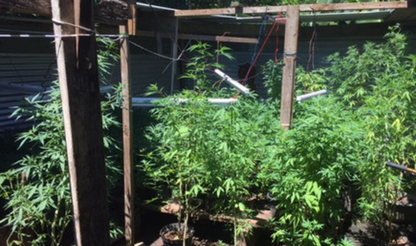 599 plants de Pakalolo saisis à Tiarei 