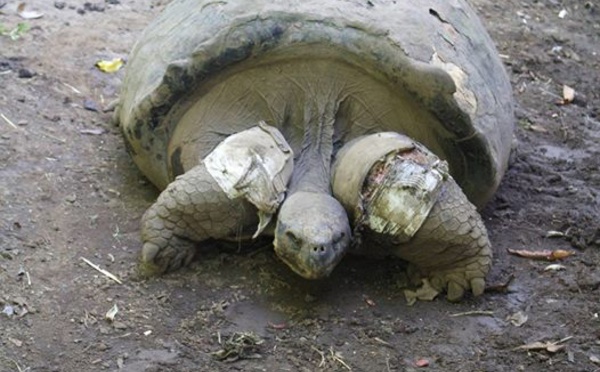 Te ara tau, la tortue mâle du jardin botanique est morte