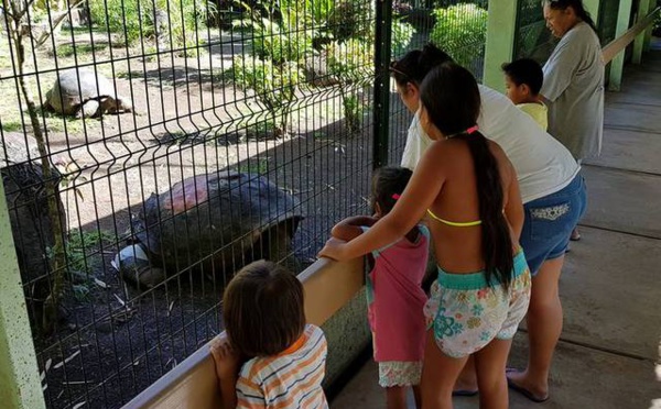 Tortue du jardin botanique : une sécurité renforcée pour protéger Te ara u'i