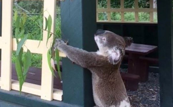 Les Australiens indignés par la découverte d'un koala vissé à un poteau