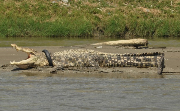 En Indonésie, un crocodile avec un pneu autour du cou risque d'étouffer