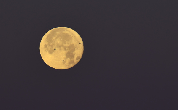 La Polynésie, le meilleur endroit pour observer la "super lune bleue de Sang"