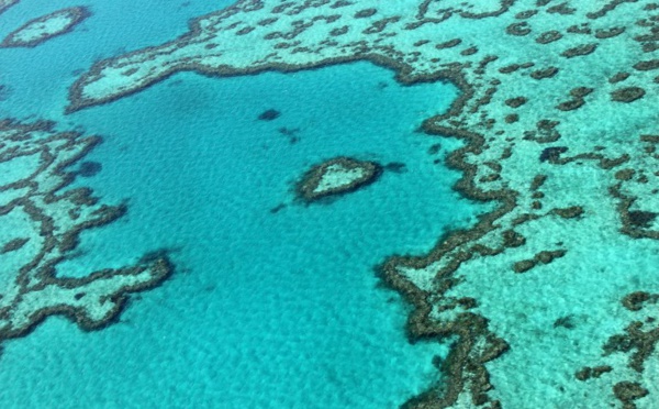 L'Australie débloque près de 40 M EUR contre l'étoile de mer dévoreuse de corail