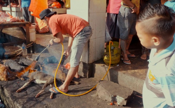 Indonésie: émoi après une vidéo de chiens abattus sur des marchés