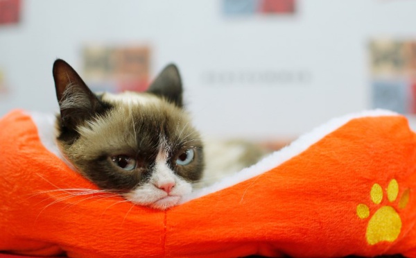Jackpot pour le Chat Grincheux qui gagne 710.000 dollars au tribunal