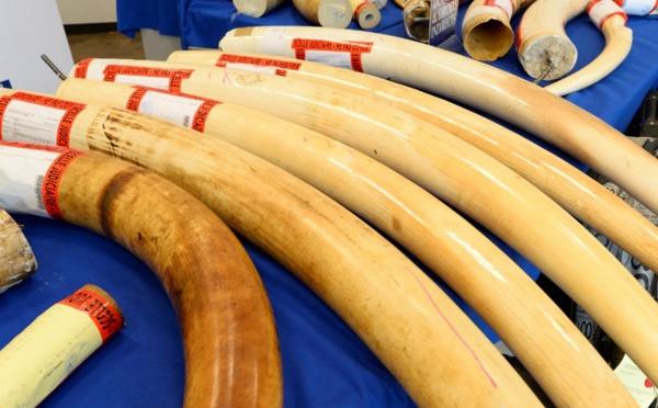 Hong Kong interdit les ventes d'ivoire lors d'un vote historique