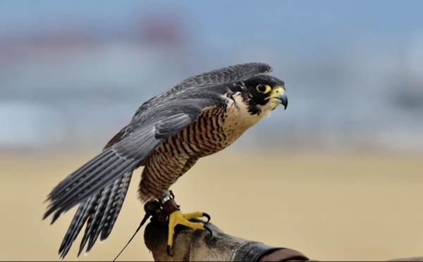 Sur l'aéroport de Mexico, des faucons pèlerins veillent à la sécurité des vols