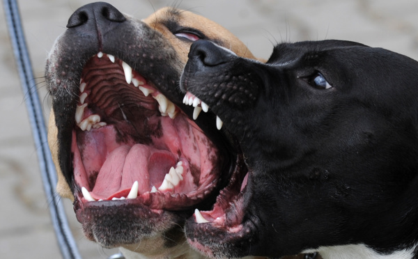 Pitbull, Rottweiler... Molosses à vendre sur le web