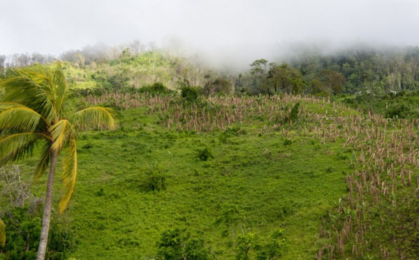 Inquiétude autour de l'indemnisation des victimes du chlordécone aux Antilles