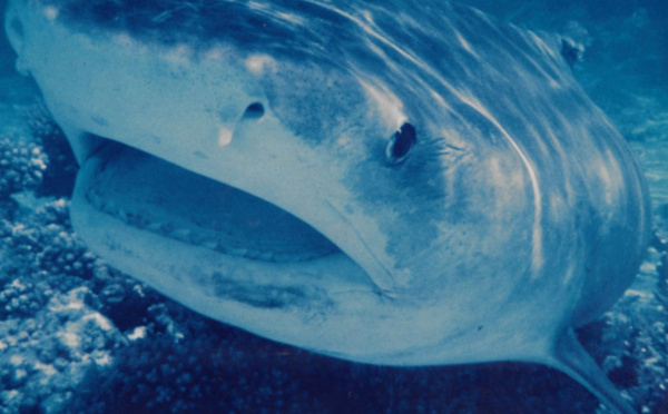Carnet de voyage - Hawaii : le massacre des requins continue !
