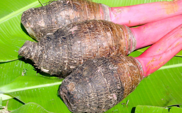 Taro, l’ancienne nourriture de base polynésienne