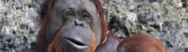 Indonésie: un orang-outan retrouvé mort criblé de balles