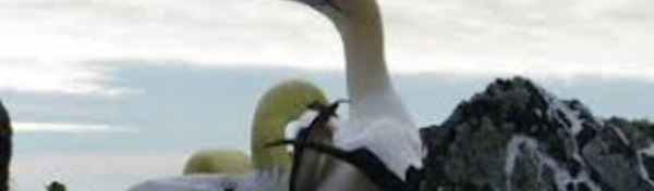 Décès en Nouvelle-Zélande de Nigel, "l'oiseau le plus seul du monde"