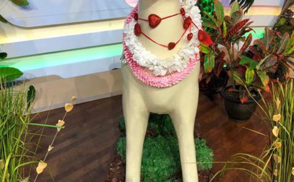 2018 sera placé sous le signe du chien de terre