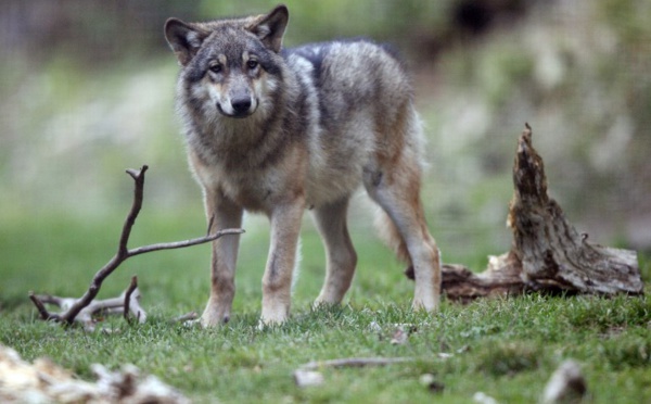 Le nouveau plan loup s'attire des critiques des pro et anti-loups