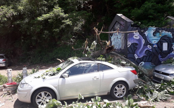 Papeete : un arbre tombe sur une voiture