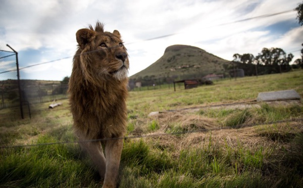 Une jeune femme tuée par un lion dans une réserve d'Afrique du Sud