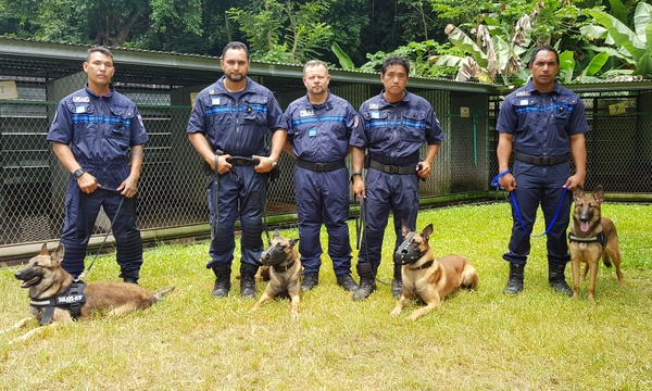 Brigade cynophile : quatre mūto'i de Papeete certifiés