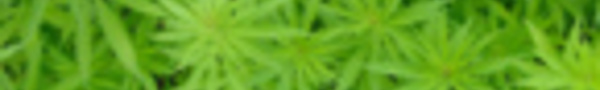 L'importation de graines de cannabis désormais interdite