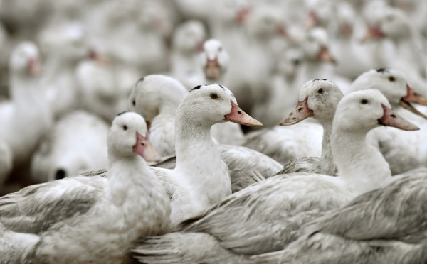 Loire-Atlantique: un foyer de grippe aviaire identifié, 16.600 canards abattus