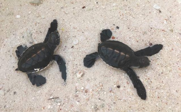 Moorea : Deux petites tortues trouvées dans un jardin