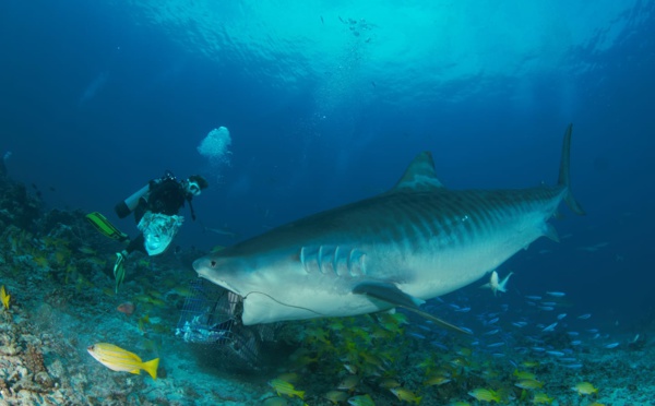 Shark Feeding de requin tigre - L'image qui rappelle la réalité MAJ