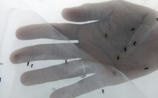 L'épidémie de dengue fait un premier décès en Nouvelle-Calédonie