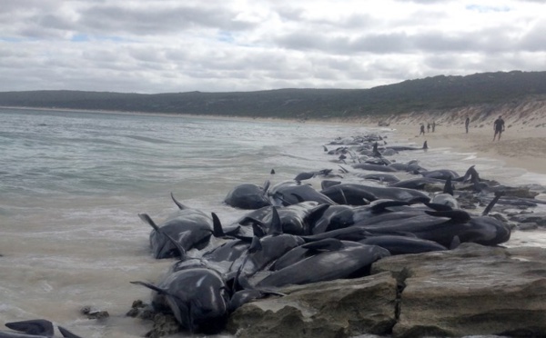 Australie: 135 dauphins-pilotes meurent échoués