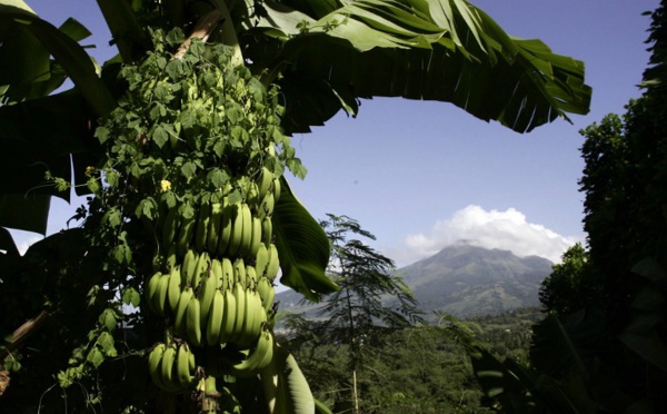Vers un label "zéro chlordécone" en Martinique