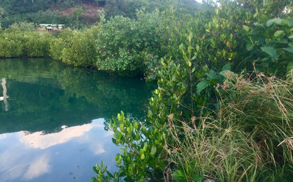 La mangrove : notre amie ou notre ennemie ? 