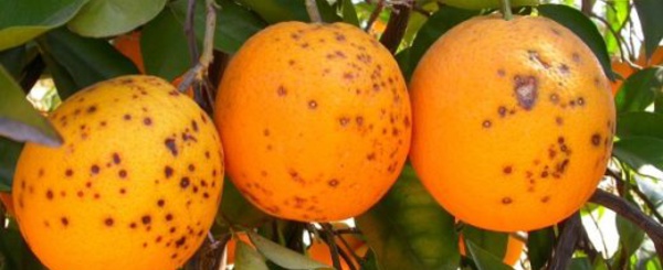 La Guadeloupe en ordre de bataille pour sauver ses agrumes du dragon jaune