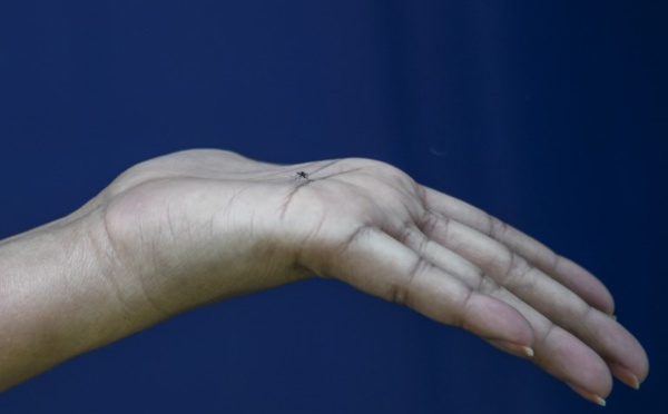 Chikungunya, dengue, zika: le moustique tigre sous surveillance en métropole