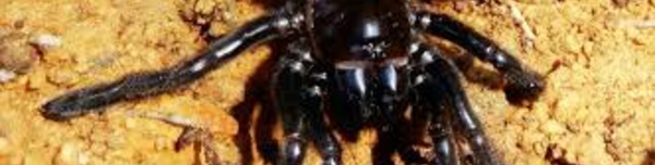 Australie: la doyenne présumée des araignées tuée par une guêpe