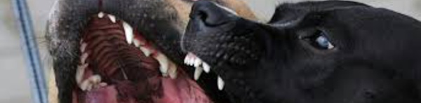 Deux bébés blessés par un pitbull sur une plage de Marseille