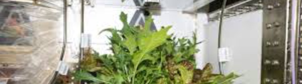 Jardiner dans l'espace, un défi pour les futurs explorateurs