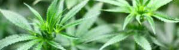 Canada: méga-fusion dans le cannabis avant la légalisation
