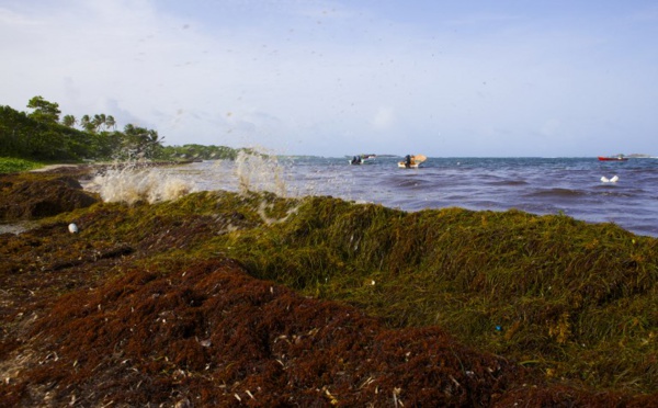 Sargasses aux Antilles: le PS critique des mesures "cruellement insuffisantes" du gouvernement