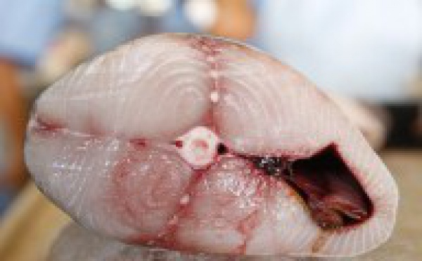 Le thon est-il toujours aussi bon ?