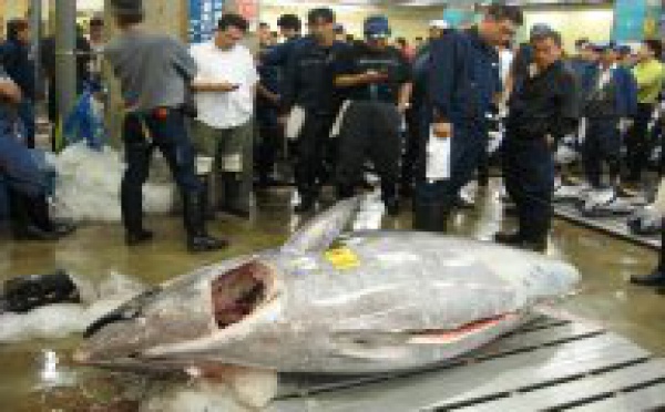Vente à Tokyo du plus gros thon pêché au Japon depuis un quart de siècle